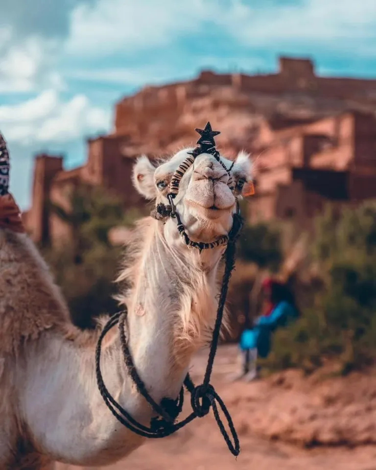 Moroccan Holiday Packages2 | Best Morocco Tours, Desert Adventures & Travel Packages