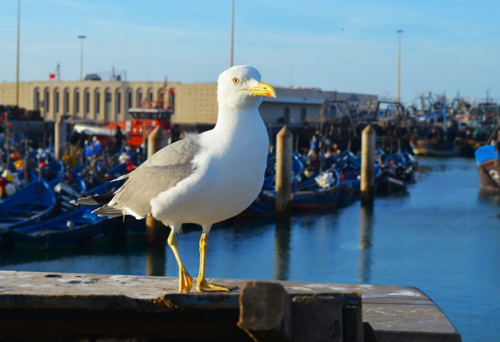 15 Best Private Driver Morocco Tours | Luxury Vacation Packages 2026